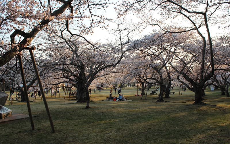 三神峰の桜（仙台）