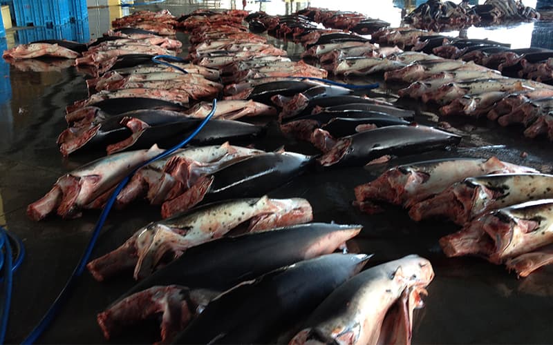 サメ漁業市場（気仙沼）