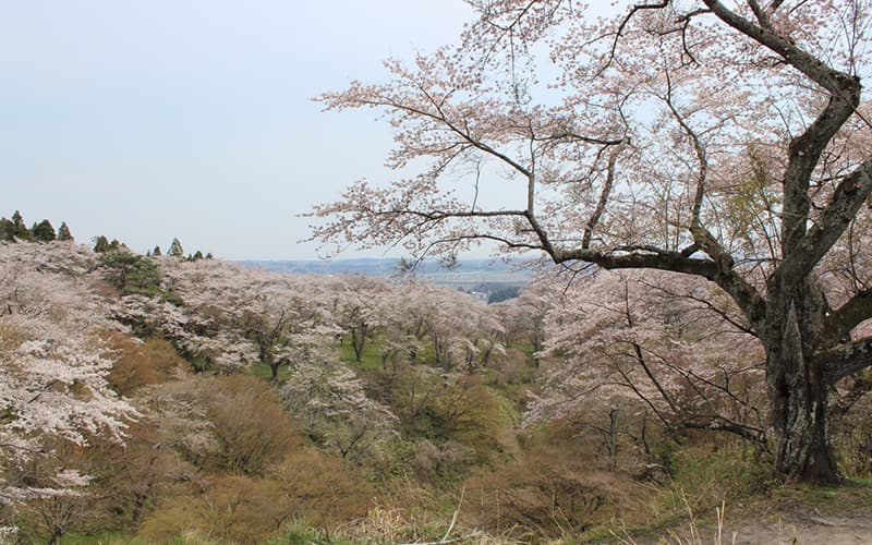 岩切城の桜（岩切）